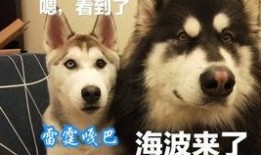 二狗直播爆料最新消息,娱乐圈最新动态大揭秘！