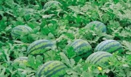 泰国西瓜最新爆料,揭秘神秘事件背后的真相